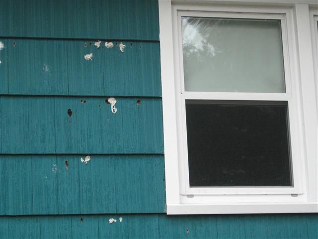 How to Stop Woodpeckers From Eating My House | DIY Home Improvement Forum